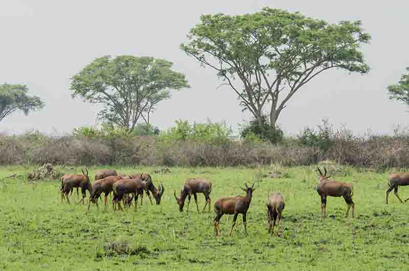 146 - Antilopes Topi - parque nacional Queen Elizabeth - Uganda